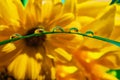 Flowers reflected in rain drops. flower mirroring in drops