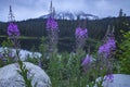 Flowers at Reflection Lake in Rainier National Park, Washington State.