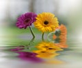 Beautiful flowers reflected in the water, spa concept.Tranquil abstract closeup art photography.Floral fantasy design.Nature, web.