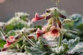 Flowers of Rehmannia glutinosa Royalty Free Stock Photo