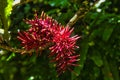 Dark red rewarewa flowers Royalty Free Stock Photo