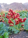 Rhubarb seeds in Alborz mountains Royalty Free Stock Photo