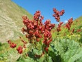 Rhubarb seeds against the blue sky Royalty Free Stock Photo