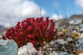 Flowers Rhodiola rosea roseroot mountains