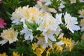 Flowers of rhododendron, green leaves background. Royalty Free Stock Photo