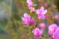 Flowers of Rhododendron ledebourii with background blur and copyspace