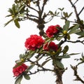 Flowers Rhododendron Red flowers Royalty Free Stock Photo