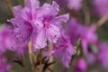 Flowers of the rhododendron species Rhododendron dauricum