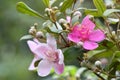 The flowers of Rhodomyrtus tomentosa