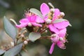 The flowers of Rhodomyrtus tomentosa