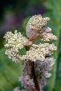 Flowers of a rhubarb plant, Rheum rhabarbarum.