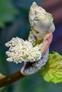 Flowers of a rhubarb plant, Rheum rhabarbarum. Royalty Free Stock Photo