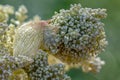 Flowers of a rhubarb plant, Rheum rhabarbarum.