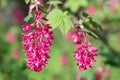 Flowers Ribes sanguineum