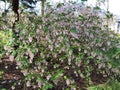 Flowers of Ribes Sanguineum Glutinosum. Royalty Free Stock Photo