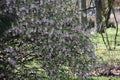 Flowers of Ribes Sanguineum Glutinosum.