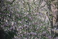 Flowers of Ribes Sanguineum Glutinosum. Royalty Free Stock Photo