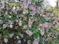 Flowers of Ribes Sanguineum Glutinosum.