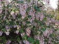 Flowers of Ribes Sanguineum Glutinosum.