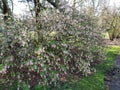 Flowers of Ribes Sanguineum Glutinosum.