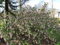 Flowers of Ribes Sanguineum Glutinosum.