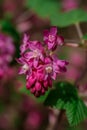 Flowers Ribes sanguineum in spring