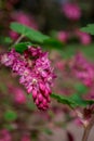 Flowers Ribes sanguineum in spring