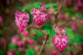 Flowers Ribes sanguineum in spring