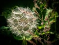 Flowers. Ripe dandelion. Summer flowers Royalty Free Stock Photo