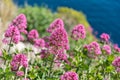 Flowers in the Riserva dello Zingaro in Western Sicily, Italy