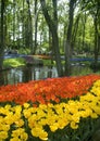 Flowers on the river bank in Holland