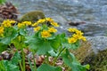 Flowers at river 6