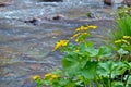 Flowers at river 2