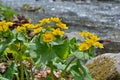 Flowers at river 5