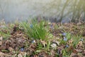 Snowdrops in March on the banks of the Wuhle River. Biesdorf, Berlin, Germany. Royalty Free Stock Photo