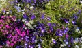 Flowers by the roadside, in the village of, Pateley Bridge, Harrogate, UK