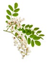 Flowers of Robinia pseudoacacia or black locust. Isolated. Royalty Free Stock Photo