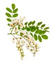 Flowers of Robinia pseudoacacia or black locust. Isolated. Royalty Free Stock Photo