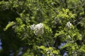 Flowers of Robinia pseudoacacia in italian wood