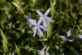 Flowers of a rock isotome, Isotoma axillaris