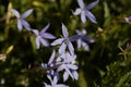 Flowers of a rock isotome, Isotoma axillaris