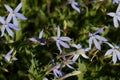 Flowers of a rock isotome, Isotoma axillaris