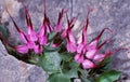 Flowers on the rock (physoplexis comosa) Royalty Free Stock Photo