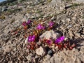Flowers Rocks pink red clifts Royalty Free Stock Photo