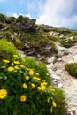 flowers on the rocky path uphill