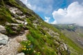 Flowers on the rocky path uphill