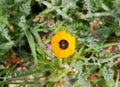 Adonis aestivalis. ÃÅ¾orange flower on green grass background. Sunny day. It`s spring. March.