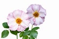 Flowers of rosa odorata. Wild roses isolated on white background Royalty Free Stock Photo