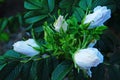 Flowers and rose buds with delicate white petals on a branch Royalty Free Stock Photo