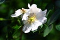 Flowers rose hips Royalty Free Stock Photo